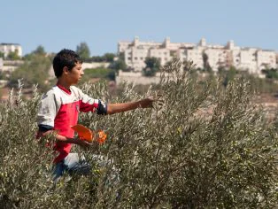 Sběr oliv je pro Palestince důležitým zdrojem obživy | Ilustrační foto: Ryan Rodrick Beiler / Shutterstock