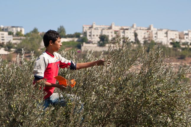 Sběr oliv je pro Palestince důležitým zdrojem obživy | Ilustrační foto: Ryan Rodrick Beiler / Shutterstock